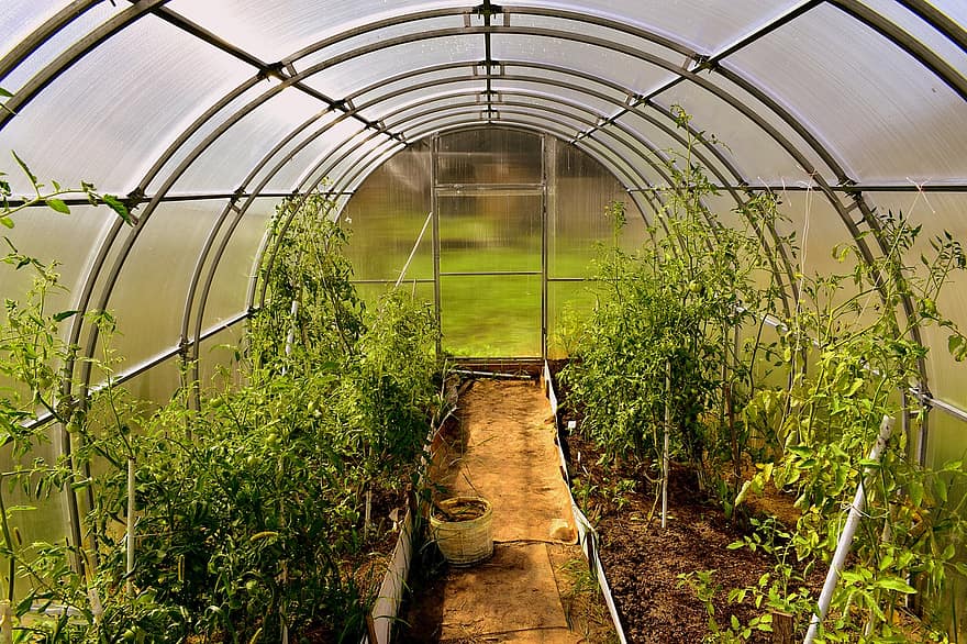 skleník, rostlin, plantáž, zemědělství, práce na zahradě, zahrada, struktura, v pokoji