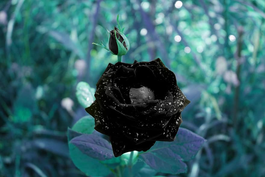 Черна роза, цвете, роза, растение, черно цвете, листенца, разцвет, флора, природа, градина