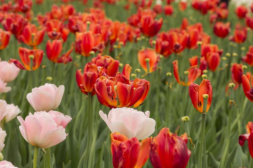 tulipes, flors, camp, florir, pètals, pètals de tulipa, flor, plantes, flora