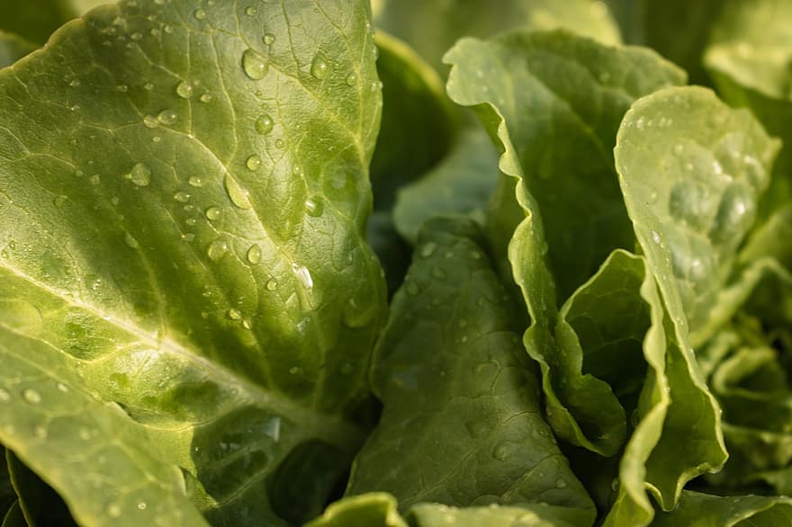 Vegetable, Leaves, Plant, Greens, Agriculture, Calorie, Wet, Dew, Close-up, Water Drops, Environment