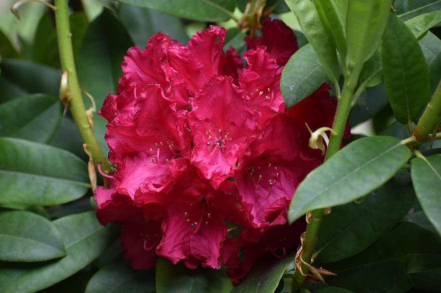 rododendron, kwitnąć, kwiat, kolor