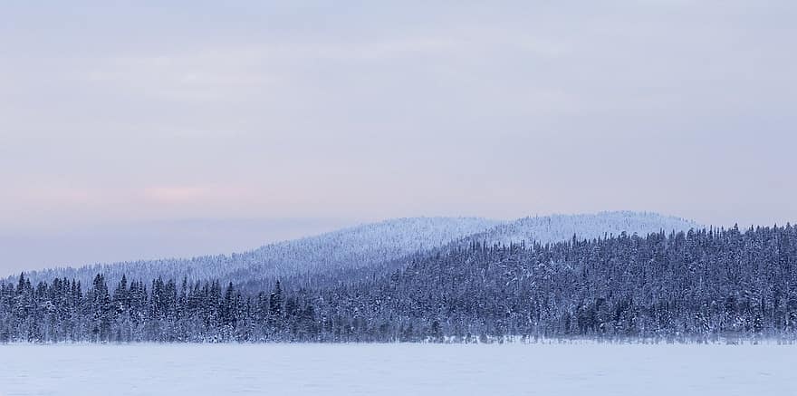 vinter, Lappland, fjellene, snø, skog, tre, landskap, fjell, årstid, furutre, frost