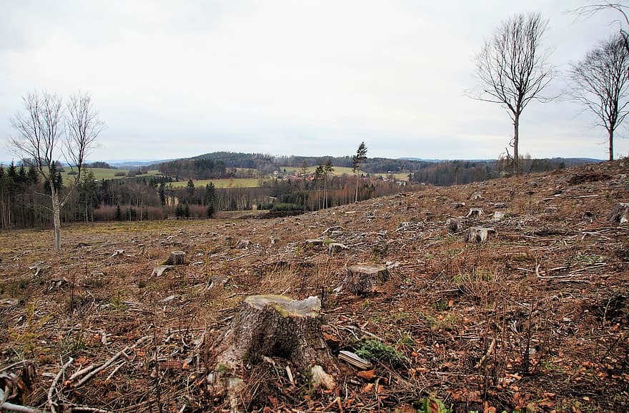 desforestació, calamitat, escarabat de l'escorça, tallar, plana, bosc, silvicultura, neteja, soques, Sibèria txeca