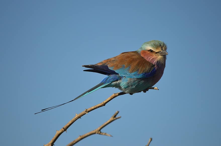 Roller Bird, pták, zvíře, ptačí, barevný pták, divoké zvíře, volně žijících živočichů, národní park kruger, safari, Jižní Afrika
