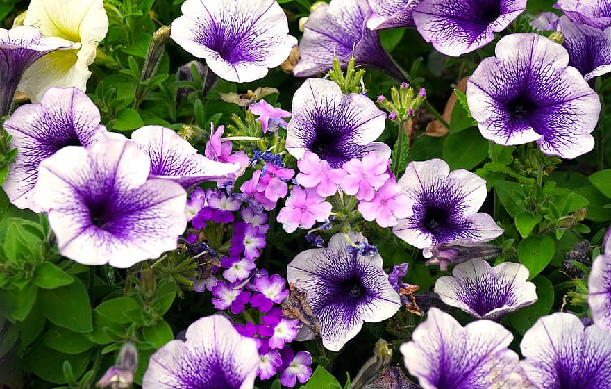 pétunia, fleurs, fleur, Floraison, la nature, violet, fleurs d'été