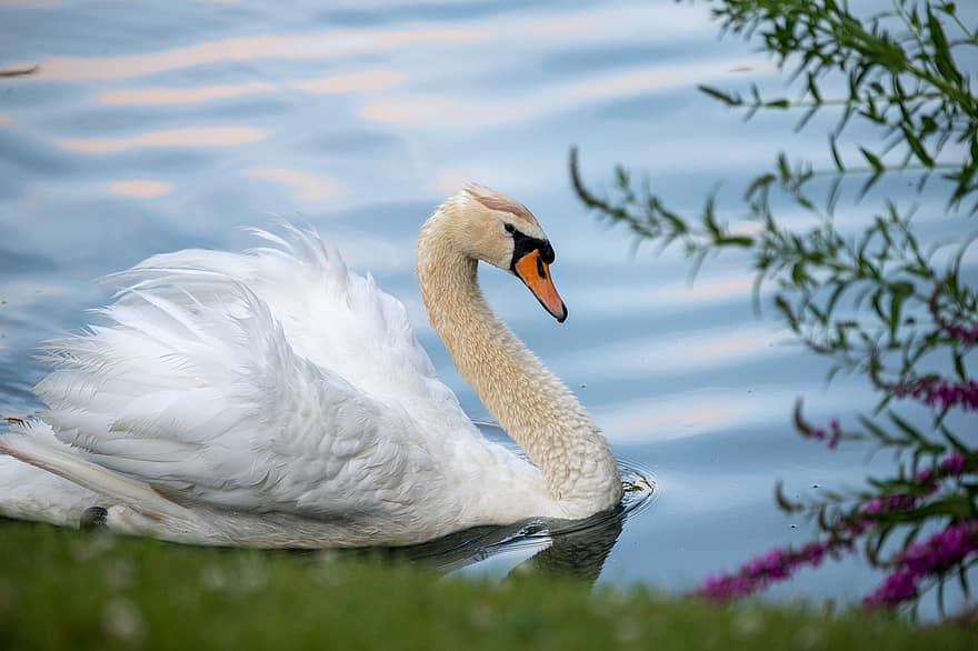 Swan, Mute Swan, White Swan, Waterfowl, Lake, Nature, Animal, Saint Charles, Missouri, Bird, Water