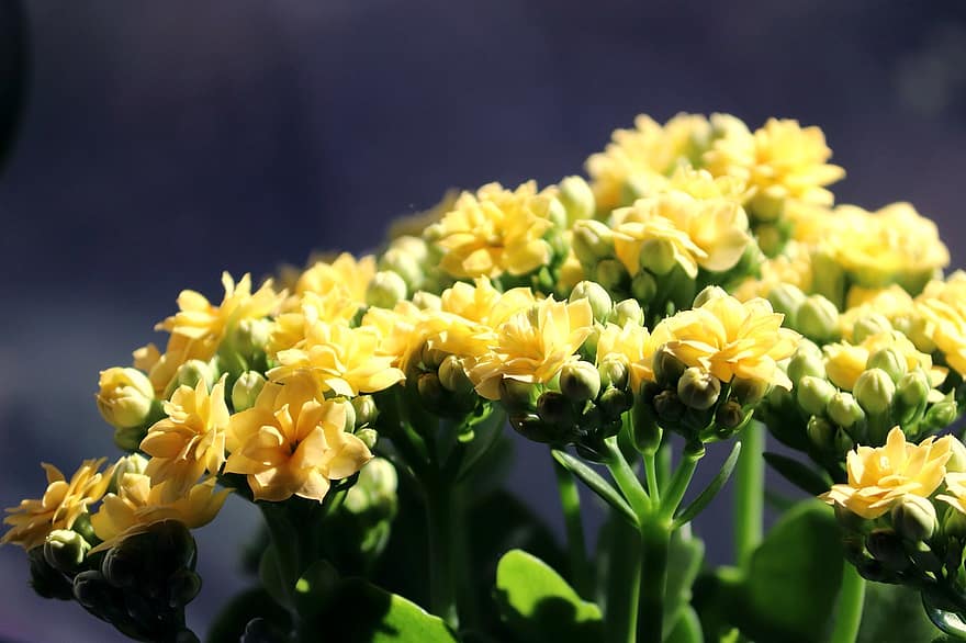 fleuriste kalanchoe, Kalanchoe Blossfeldiana, fleurs jaunes, bouquet, plante ornementale