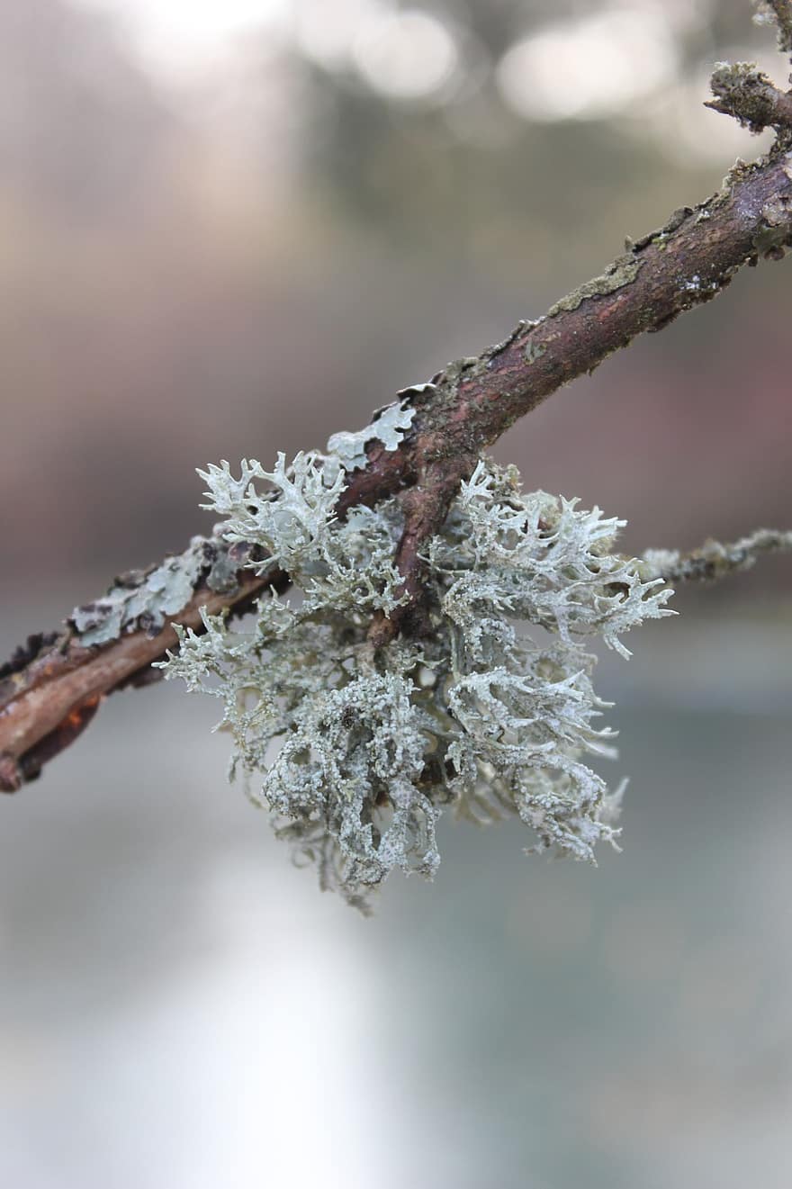 lichen, mușchi, ramură, copac, ciuperca, pădure, iarnă, natură, a închide, plantă, floare