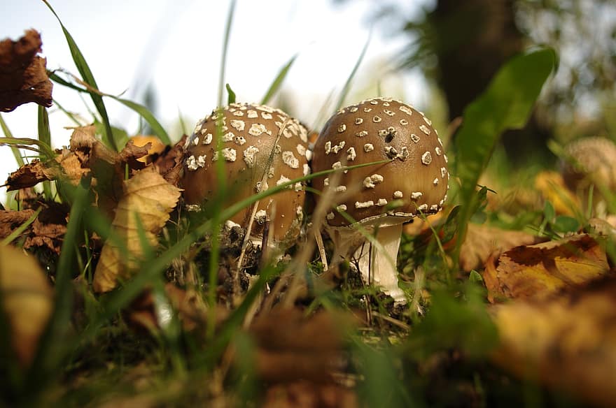 cogumelos, fungos, toadstools, chão da floresta, natureza