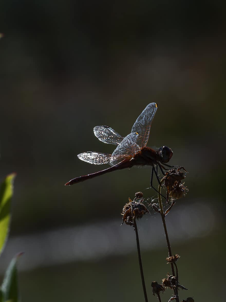 Insect, Wildlife, Life, Landscape, Outdoor, Nature, Dragonfly, Bloom, Wing, Flower, Blossom