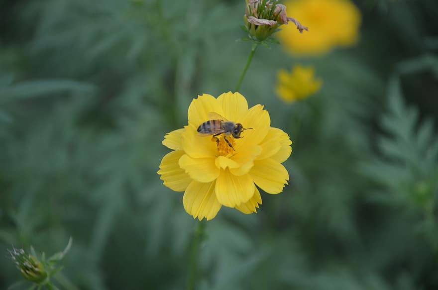 kosmos, pszczoła, zapylanie, żółty kosmos, żółty kwiat, pszczoła miodna