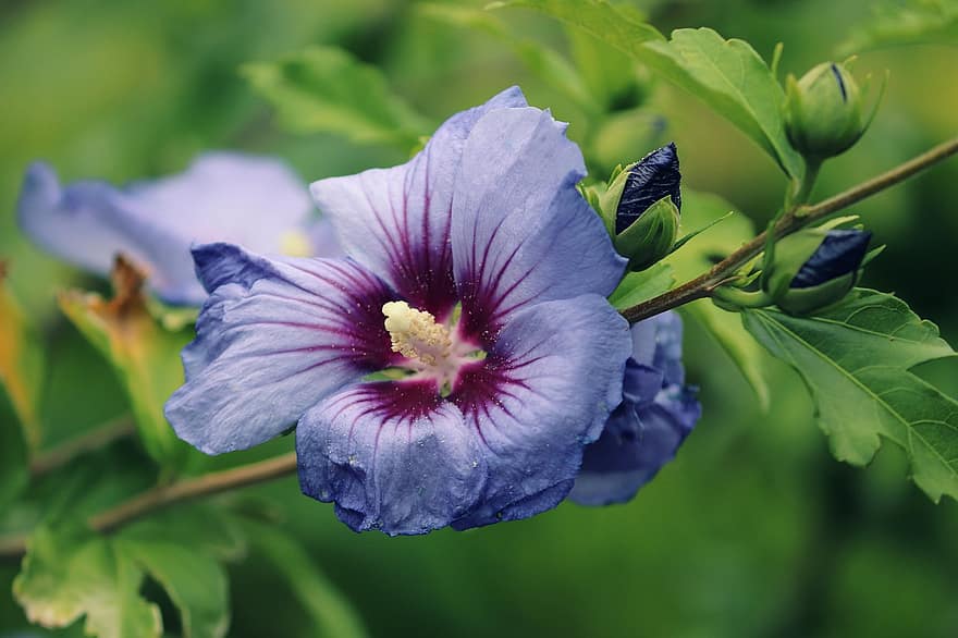 Hibiscus, Purple Flower, Petals, Flower, Bloom, Blossom, Flora, Floriculture, Horticulture, Botany, Nature