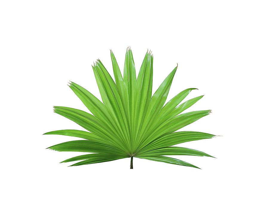 Palma, liść, tropikalny, roślina, Natura, drzewo, egzotyczny, orzech kokosowy, botanika, liść paproci lub palmy, lato