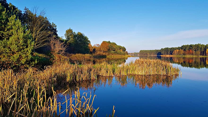 lagoa, reed, outono, lago, banco, grama, reflexão, agua, arvores, cenário, cênico