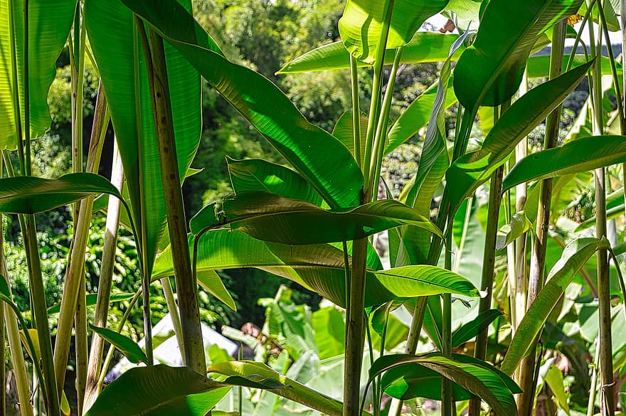 Манильская конопля, листья, растения, Абака, листва, тропический, природа