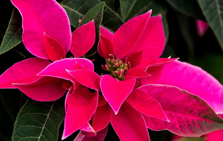 пуансеттия, листья, цветы, розовый, яркий, pixabay, рождество, розовый лист