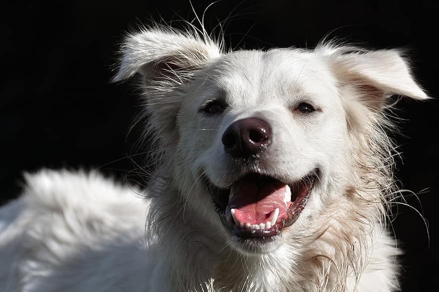 perro, hocico, canino, mascota, blanco, animal domestico, mamífero, cuatro patas, mascotas, linda, perro de raza pura