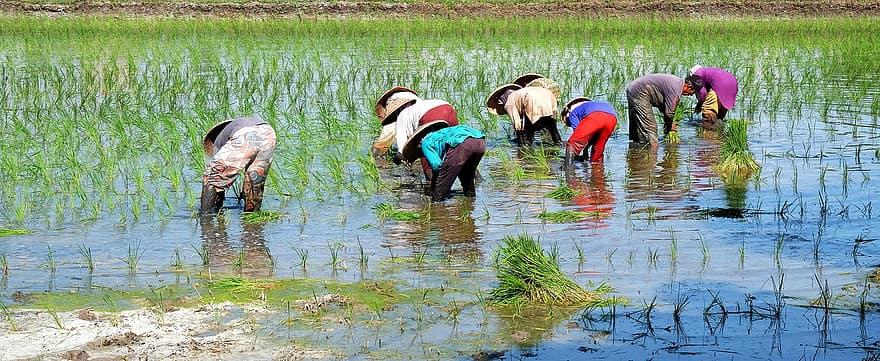 agricultores, siembra de arroz, campo de arroz, naturaleza, agricultura