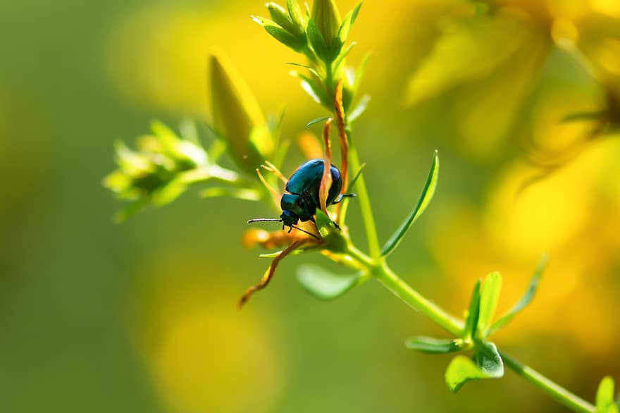 Beetle, Insect, Plant, Leaves, Flora, Crawl