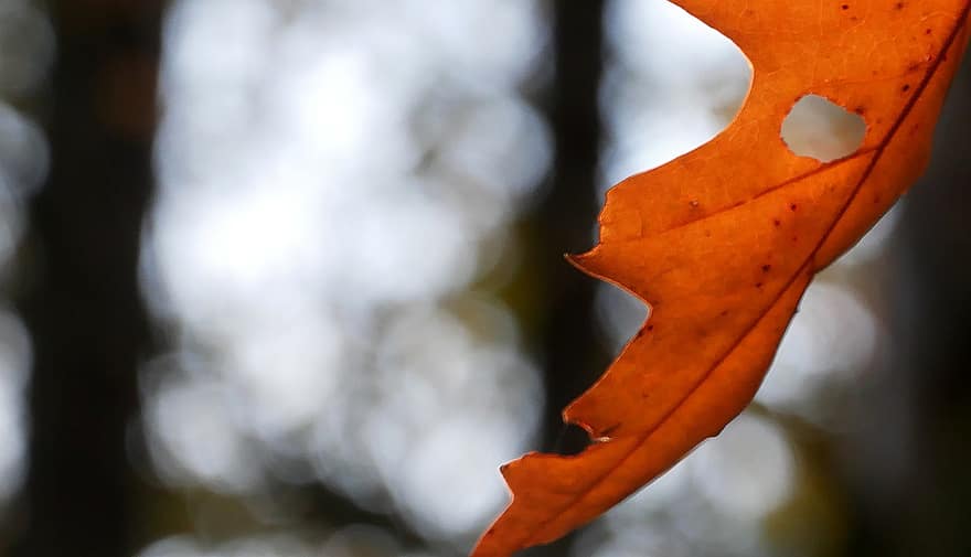 podzim, světlo, list, Příroda, les, žlutá, strom, sezóna, detail, pozadí, zářivé barvy