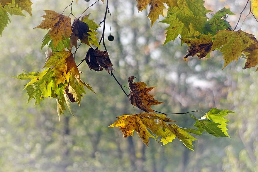 hojas, árbol, avión, sicómoro, otoño, ramas, octubre, follaje, primer piso, fondo, bokeh