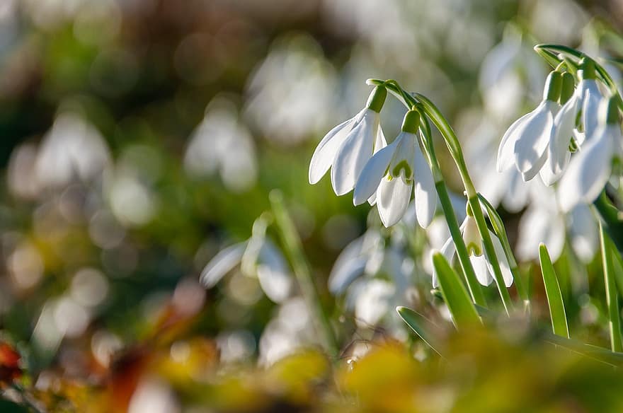 Snowdrop, White Flowers, Wildflowers, Flowers, Nature, Spring, Bokeh, Selective Focus, plant, close-up, green color