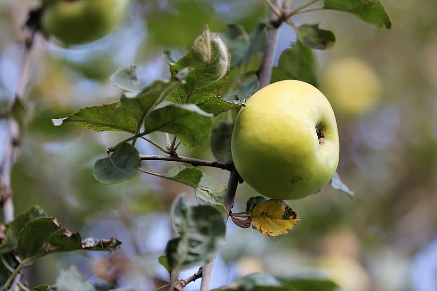 تفاحة ، فاكهة ، طعام ، طازج ، صحي ، عضوي ، حلو ، ينتج ، تفاحة خضراء