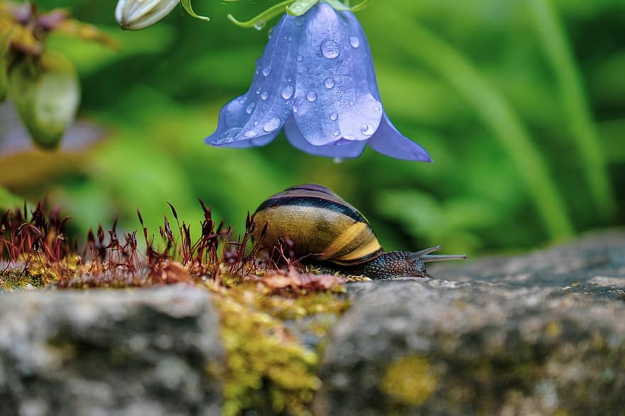 Snail, Shell, Flower, Animal, Mollusc, Bloom, Plant, Dewdrops, close-up, green color, macro