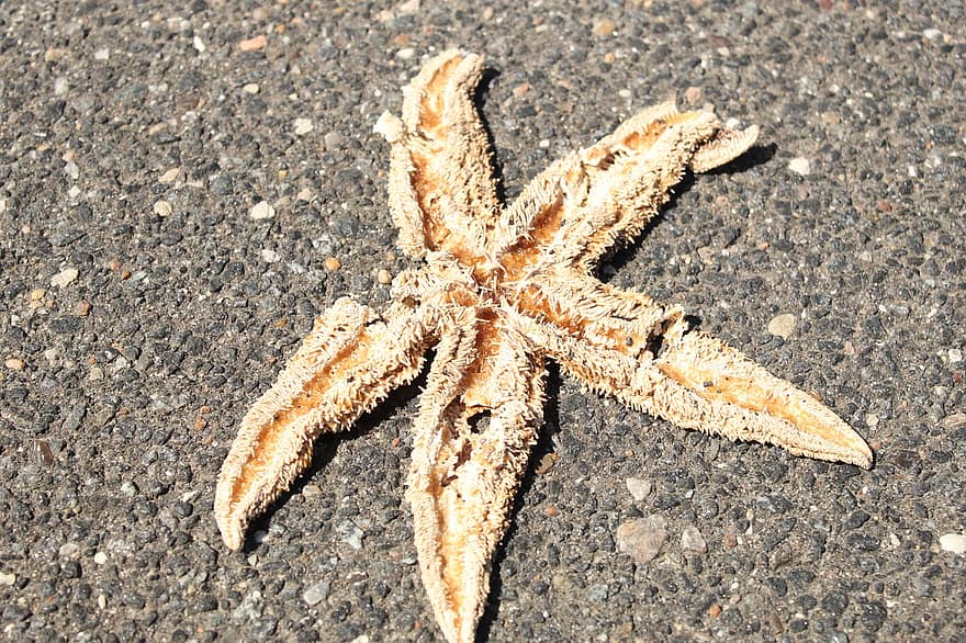 estrella de mar, seco, pavimento, asfalto