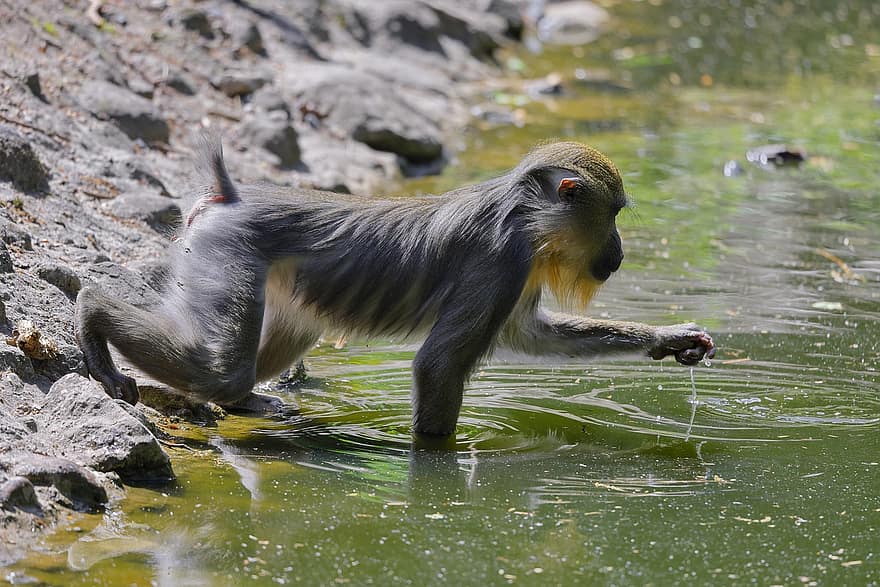 Mandrill, Pond, Catching, Delicacies, Primate, Animal, Mammal, animals in the wild, monkey, cute, tropical rainforest