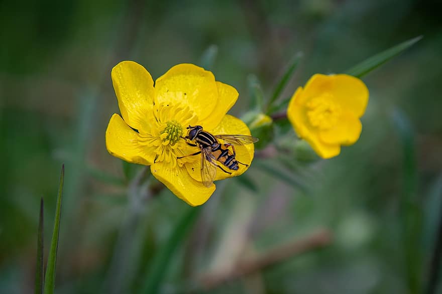 Blumen, Schwebeflug, Bestäubung, gelbe Blumen, Butterblume, Hahnenfuß, Wildblumen, Insekt, Makro, Natur, Natur Hintergrund