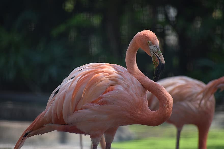 flamingo, pássaro, animal, ave pernalta, pássaro aquático, ave aquática, animais selvagens, penas, plumagem, bico, conta
