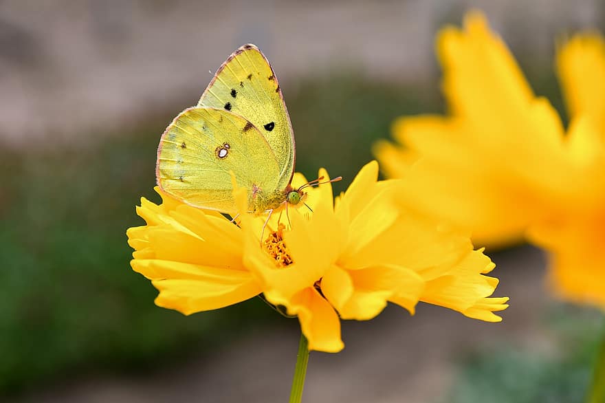 sommerfugl, gule blomster, pollen, pollinere, pollinering, bevinget insekt, insekt, sommerfuglvinger, Lepidoptera, dyr verden, flora