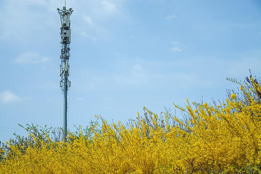 Japanese, Summer, Plant, Sky, Campus, Kasuga, Outing, yellow, blue, fuel and power generation, industry
