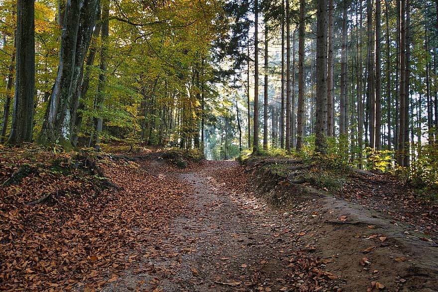 bosque, camino, otoño, naturaleza, arboles, camino forestal, sendero, hojas, follaje, paisaje, luz del sol
