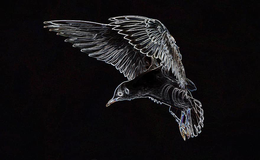 racek, pták, létající, seevogel, zvíře, křídlo, zblízka, fantazie, světlo, temný, neonová záře