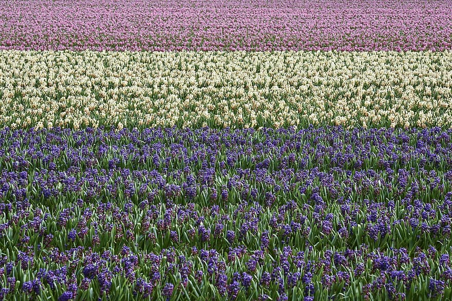 bunga-bunga, lavender, musim semi, musiman, bunga tulp, ungu, bunga, menanam, multi-warna, berturut-turut, kepala bunga