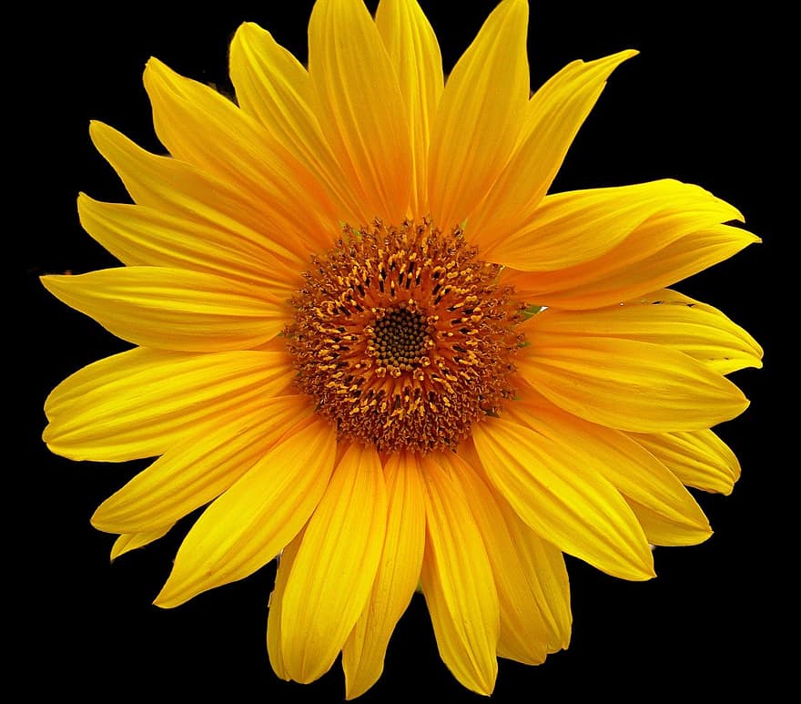 دوار الشمس ، وردة صفراء ، طبيعة ، الأصفر ، نبات ، قريب ، البتلة ، زهرة ، زهرة واحدة ، الصيف ، ورقة الشجر