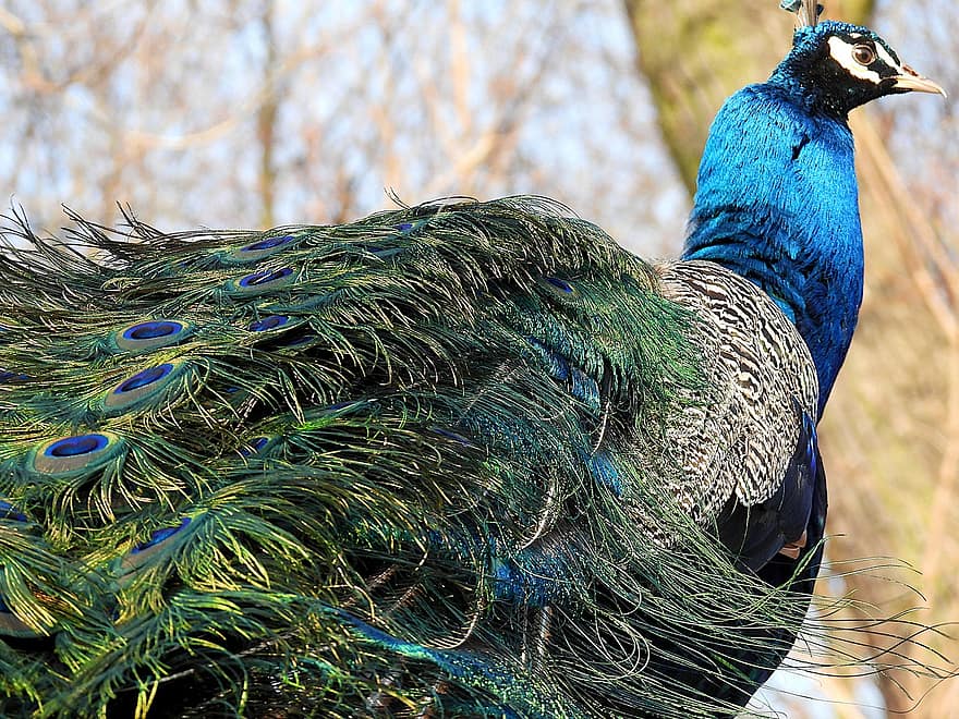 Pavo Cristatus, Peacock, Bird, Feathers, Pattern, Design, Peacock Feathers, Plumage, Exotic Bird, Ave, Avian
