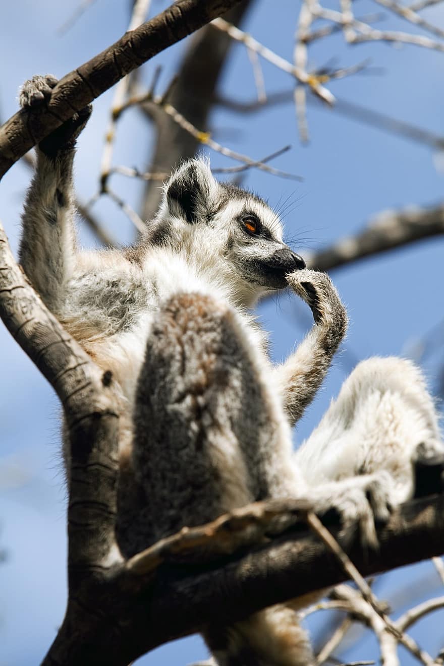 lemur, mamífer, arbre, branques, a l'aire lliure, natural, animal, conservació d’animals, en perill d’extinció, ull, bosc