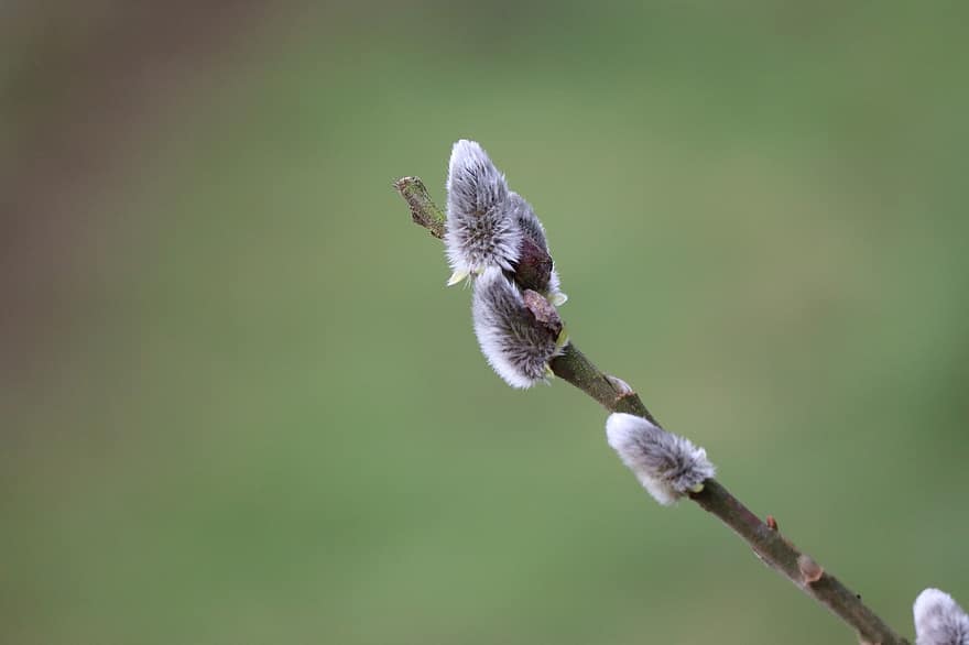 Willow Catkin, Twig, Winter