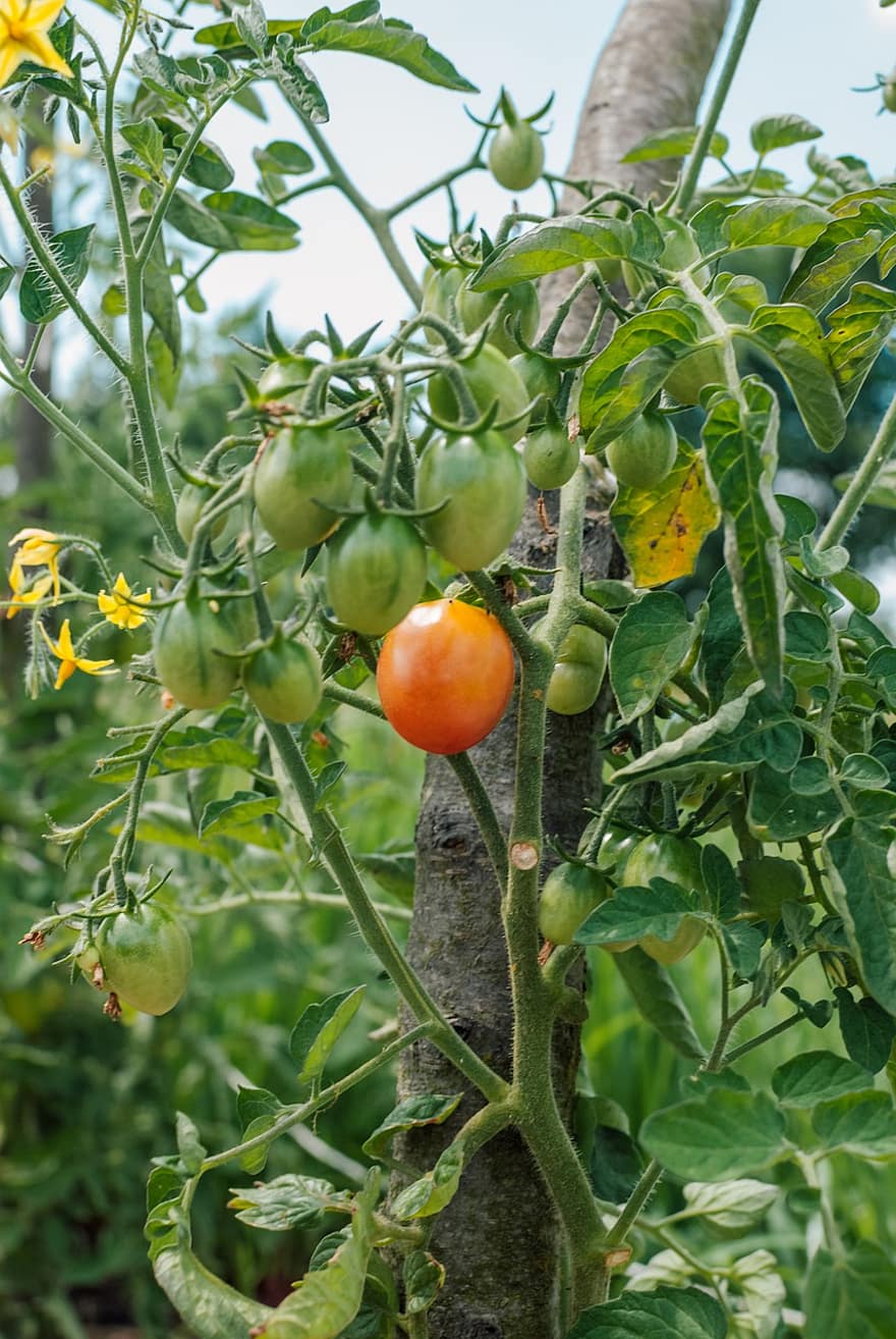 los tomates, vegetales, comida, cosecha, Fresco, sano, orgánico, maduro, nutrición, vitaminas, fotografía de comida