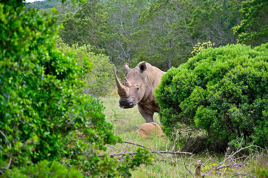 rinoceronte, corno, pascolo, foresta, cespugli, alberi, mammifero, natura, animale, safari