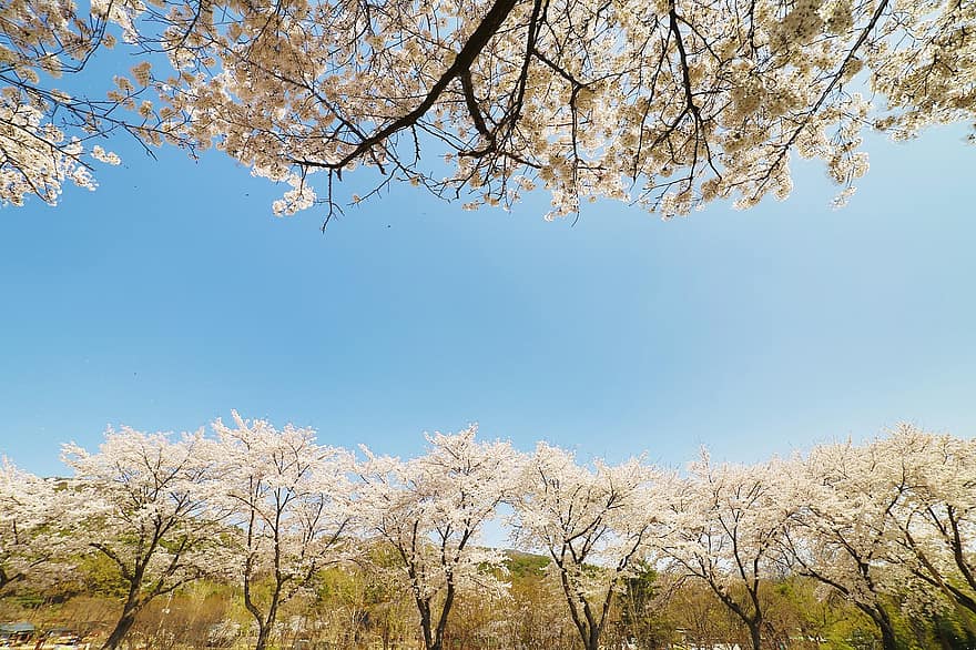 весна, вишня в цвету, весенние цветы, цветы, корейский цветок, Республика Корея, время года, природа, пейзаж, обои на стену, цветение