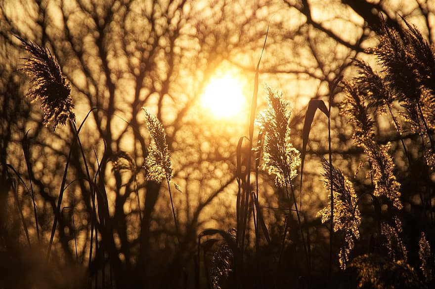 Reeds, Sunset, Grasses, Early Evening, sunlight, sun, summer, sunrise, dawn, plant, yellow