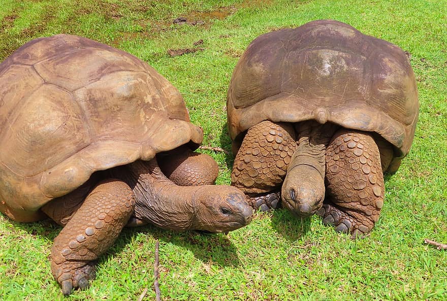 tortuga, rèptil, tortuga gegant, animal, Maurici, criatura, shell, espècies, Espècies en perill d'extinció, animals a la natura, Àfrica