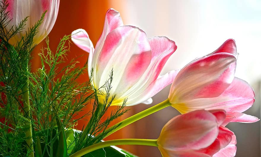flor, tulipa, primavera, delicadesa, planta, cap de flor, pètal, primer pla, estiu, frescor, full