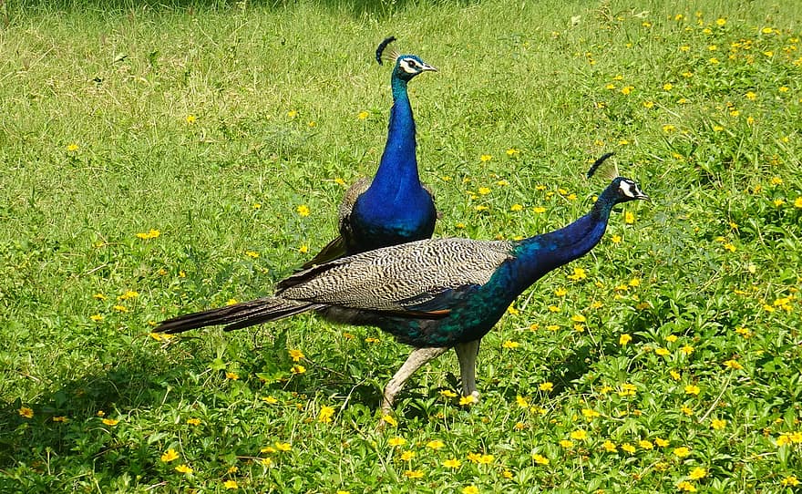 Peafowls, Peacocks, Birds, Feathers, Pattern, Design, Peacock Feathers, Plumage, Exotic Bird, Aves, Avians