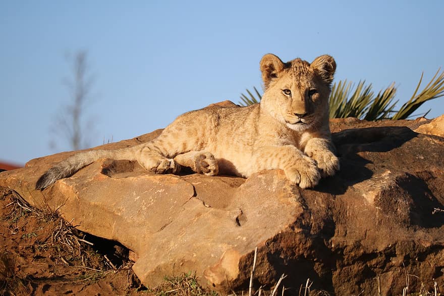 dier, leeuw, roofdier, zoogdier, soorten, fauna, katachtig, dieren in het wild, ongetemde kat, Afrika, safari dieren