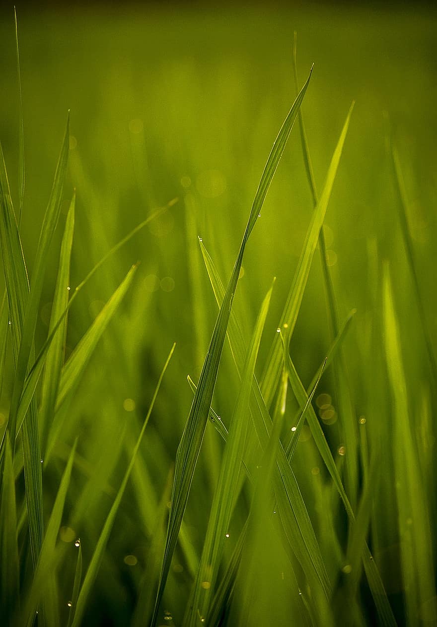 trawa, łąka, Natura, zielony kolor, roślina, zbliżenie, lato, świeżość, tła, wzrost, wiosna
